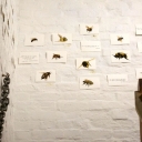 Visual Abstraction - 19 - Sophie Lewis - Bees