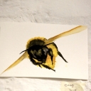 Visual Abstraction - 20 - Sophie Lewis - Bees