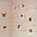Visual Abstraction - 34 - Sophie Lewis - Bees